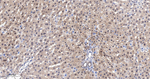 ENO1 Antibody in Immunohistochemistry (Paraffin) (IHC (P))