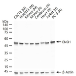 ENO1 Antibody in Western Blot (WB)