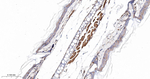 Plectin Antibody in Immunohistochemistry (Paraffin) (IHC (P))
