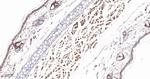Plectin Antibody in Immunohistochemistry (Paraffin) (IHC (P))