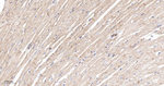 Plectin Antibody in Immunohistochemistry (Paraffin) (IHC (P))