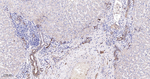 Plectin Antibody in Immunohistochemistry (Paraffin) (IHC (P))