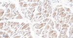 Plectin Antibody in Immunohistochemistry (Paraffin) (IHC (P))
