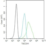TACC3 Antibody in Flow Cytometry (Flow)