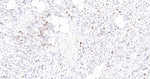 TACC3 Antibody in Immunohistochemistry (Paraffin) (IHC (P))