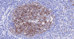 TACC3 Antibody in Immunohistochemistry (Paraffin) (IHC (P))