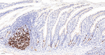 TACC3 Antibody in Immunohistochemistry (Paraffin) (IHC (P))