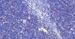 TACC3 Antibody in Immunohistochemistry (Paraffin) (IHC (P))
