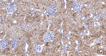 GM130 Antibody in Immunohistochemistry (Paraffin) (IHC (P))