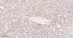 GM130 Antibody in Immunohistochemistry (Paraffin) (IHC (P))