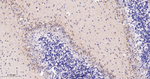 GM130 Antibody in Immunohistochemistry (Paraffin) (IHC (P))