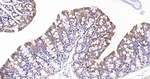 GM130 Antibody in Immunohistochemistry (Paraffin) (IHC (P))