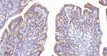 GM130 Antibody in Immunohistochemistry (Paraffin) (IHC (P))