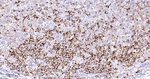 GM130 Antibody in Immunohistochemistry (Paraffin) (IHC (P))