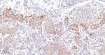 GM130 Antibody in Immunohistochemistry (Paraffin) (IHC (P))