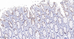 GM130 Antibody in Immunohistochemistry (Paraffin) (IHC (P))