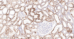 GM130 Antibody in Immunohistochemistry (Paraffin) (IHC (P))