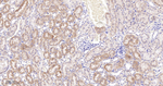 GM130 Antibody in Immunohistochemistry (Paraffin) (IHC (P))