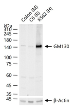 GM130 Antibody in Western Blot (WB)