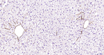 Adiponectin Antibody in Immunohistochemistry (Paraffin) (IHC (P))