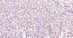 Adiponectin Recombinant Rabbit Monoclonal Antibody (11F6)