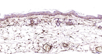 Adiponectin Antibody in Immunohistochemistry (Paraffin) (IHC (P))