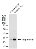Adiponectin Antibody in Western Blot (WB)
