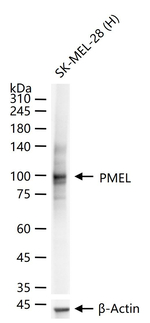 PMEL Antibody in Western Blot (WB)