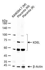 KDEL Antibody in Western Blot (WB)