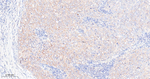 cIAP2 Antibody in Immunohistochemistry (Paraffin) (IHC (P))
