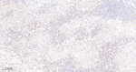 cIAP2 Antibody in Immunohistochemistry (Paraffin) (IHC (P))