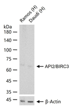 cIAP2 Antibody in Western Blot (WB)