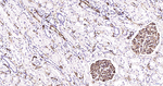 Adiponectin Antibody in Immunohistochemistry (Paraffin) (IHC (P))