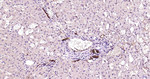 Adiponectin Antibody in Immunohistochemistry (Paraffin) (IHC (P))