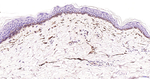 Adiponectin Antibody in Immunohistochemistry (Paraffin) (IHC (P))