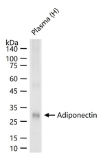 Adiponectin Antibody in Western Blot (WB)