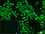 HSP90 beta Recombinant Rabbit Monoclonal Antibody (13E19)