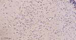 HSP90 beta Antibody in Immunohistochemistry (Paraffin) (IHC (P))