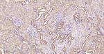 HSP90 beta Antibody in Immunohistochemistry (Paraffin) (IHC (P))