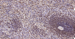 HSP90 beta Antibody in Immunohistochemistry (Paraffin) (IHC (P))