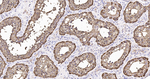 HSP90 beta Antibody in Immunohistochemistry (Paraffin) (IHC (P))