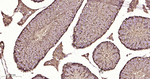 HSP90 beta Antibody in Immunohistochemistry (Paraffin) (IHC (P))