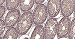 HSP90 beta Antibody in Immunohistochemistry (Paraffin) (IHC (P))