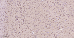HSP90 beta Antibody in Immunohistochemistry (Paraffin) (IHC (P))