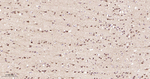 HSP90 beta Antibody in Immunohistochemistry (Paraffin) (IHC (P))