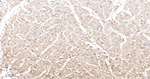 HSP90 beta Antibody in Immunohistochemistry (Paraffin) (IHC (P))