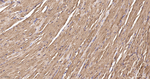 HSP90 beta Antibody in Immunohistochemistry (Paraffin) (IHC (P))