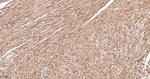 HSP90 beta Antibody in Immunohistochemistry (Paraffin) (IHC (P))