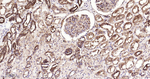 HSP90 beta Antibody in Immunohistochemistry (Paraffin) (IHC (P))