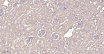 HSP90 beta Antibody in Immunohistochemistry (Paraffin) (IHC (P))